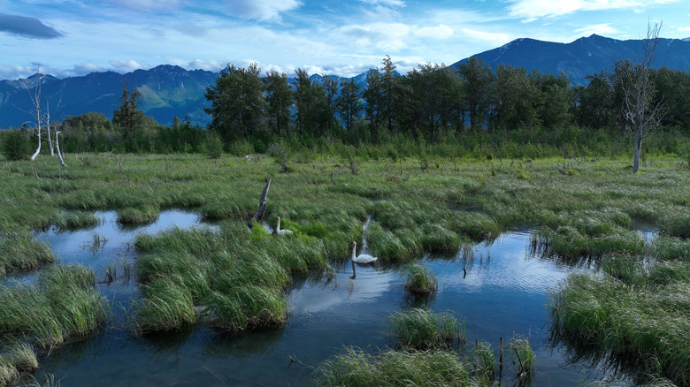 Alaska's Largest Lake: A Mythical Wilderness Offering Premier Fishing and Abundant Wildlife