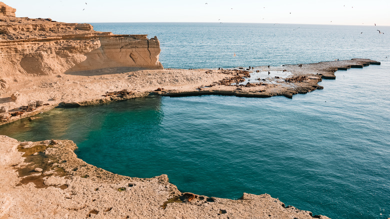Argentina's Hidden Peninsula: A Wildlife Enthusiast's Paradise with Galapagos Charm and No Crowds